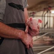Sows fed fermented rapeseed and seaweed provide more milk and stronger piglets.