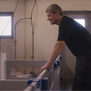 Et billede af svineproducent Nikolaj Larsen, der betragter smågrisene i klimastalden