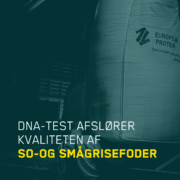 DNA test afslører kvaliteten af so-og smågrisefoderet