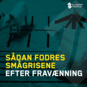 sådan fodres smågrisene efter fravænning