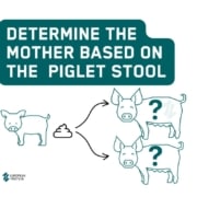 SOW GUT HEALTH CAN BE TRACED IN PIGLET STOOL