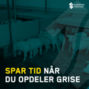 Spar tid når du opdeler grise