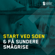 Start ved soen og få sundere smågrise