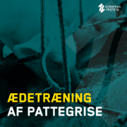 Ædetræning af pattegrise