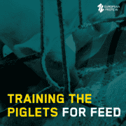 Training the piglets for feed