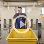 A-competitive-soy protein-for-weaners