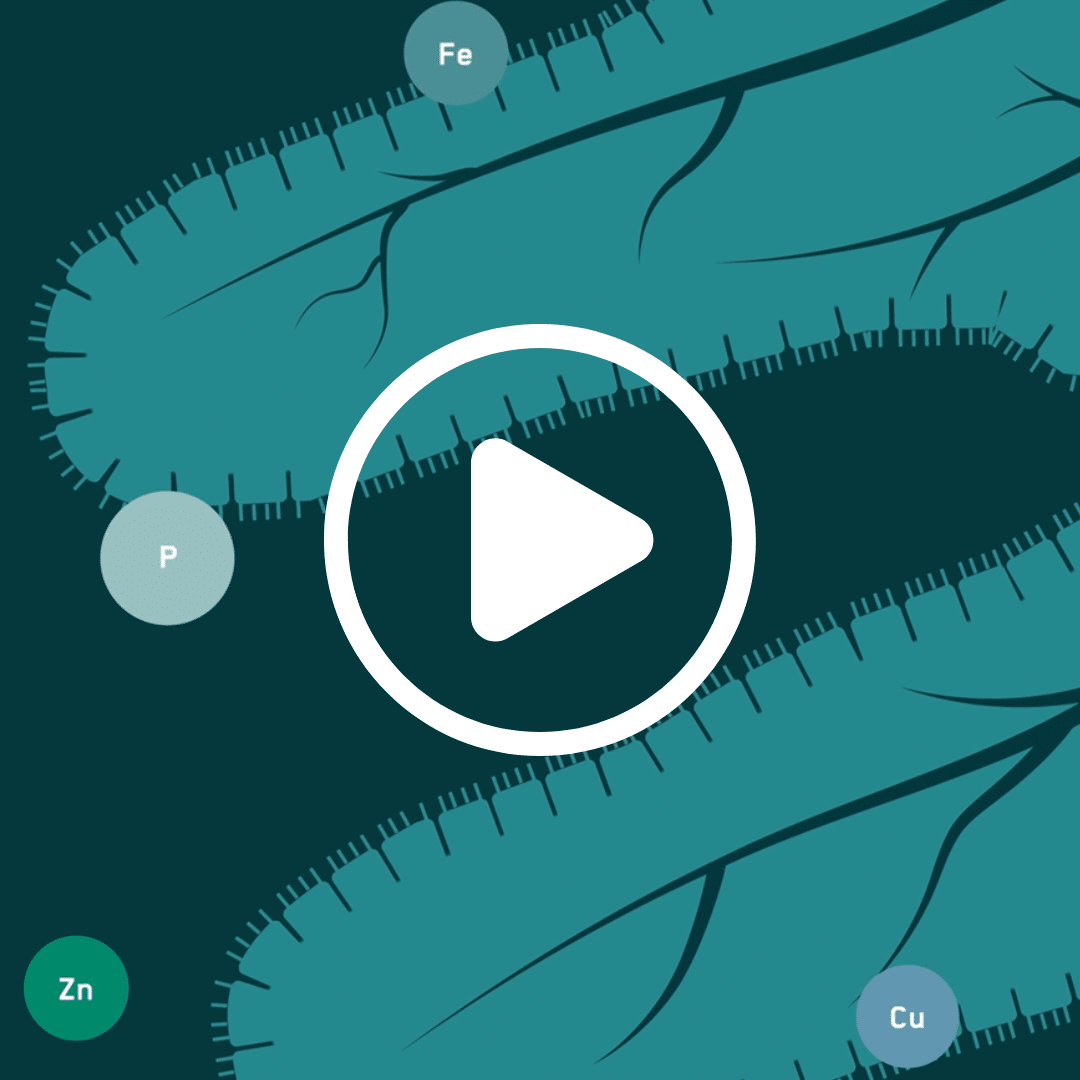 EP200 Fermented soy protein for weaners