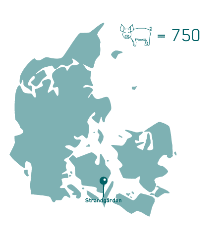 Mælken står ud af soen med EP199