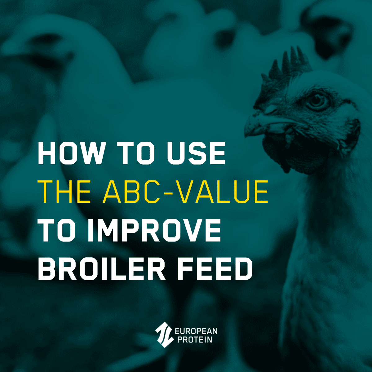 How to use the ABC-value to improve broiler feed