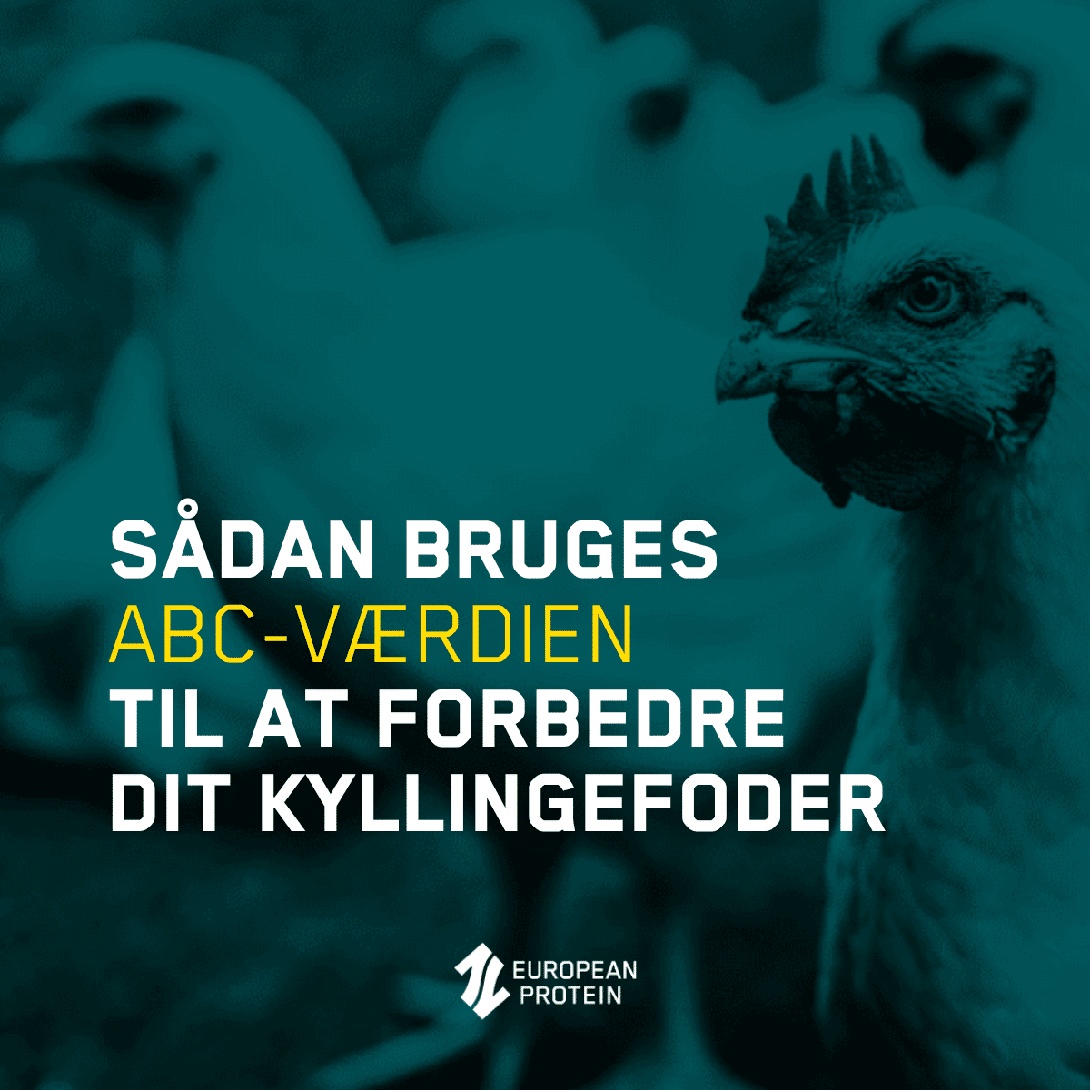 SÅDAN BRUGER ABC I KYLLINGEFODER