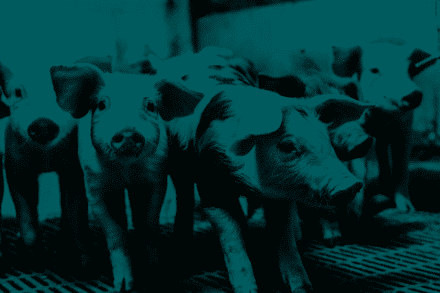 Piglets_feed_fermented-protein
